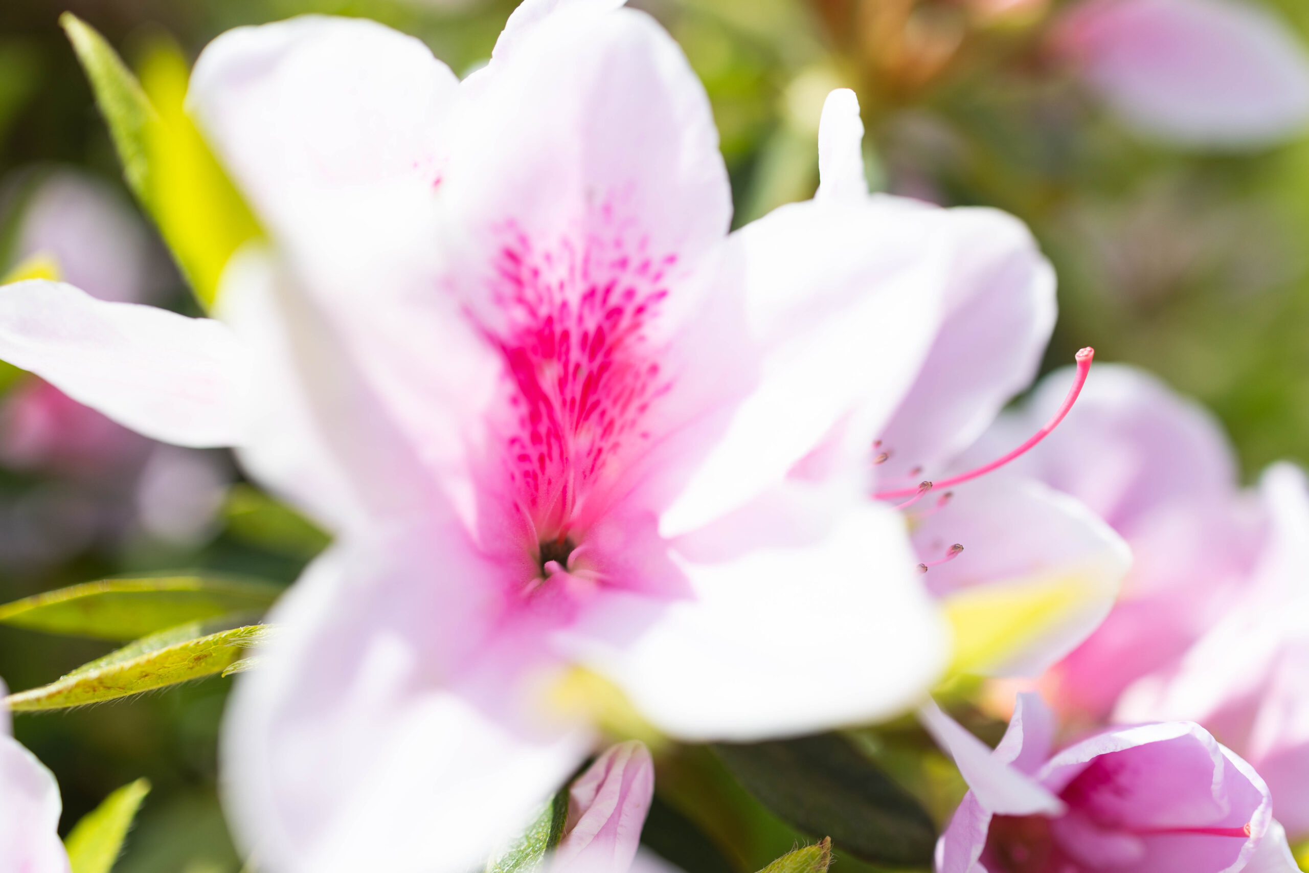 春の花 ツツジ タビカメライフ